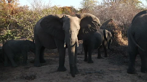African Elephants in Wild 1080 30p Video stock 1092953