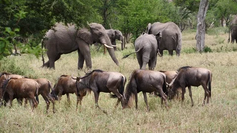 African Elephants with Wildebeest Stock Footage 125562175