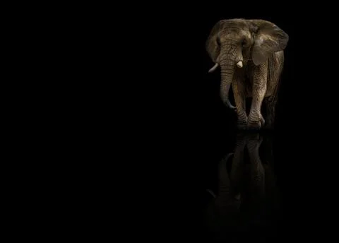 African elephat with reflection on black background Foto stock