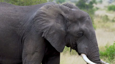 African Elephhant walking Stock Footage 249936421