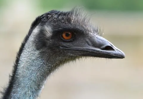 African emu Stock Photos