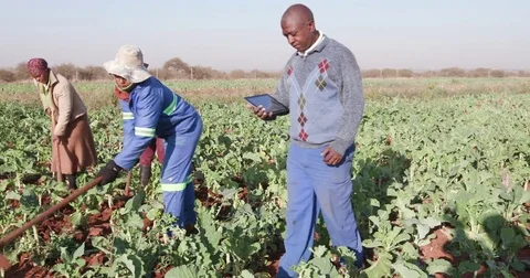 African farmer checking on kale crop with a digital tablet with woman ploughing Stock Footage