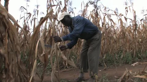 African farmer Stock Footage 11824811