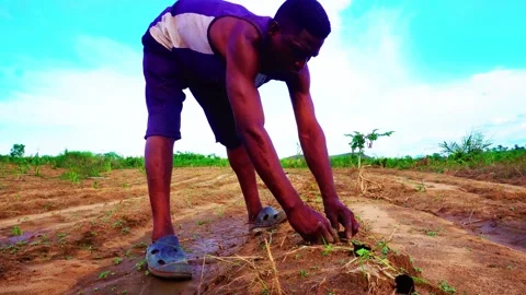 African farmer Stock Footage 319410702