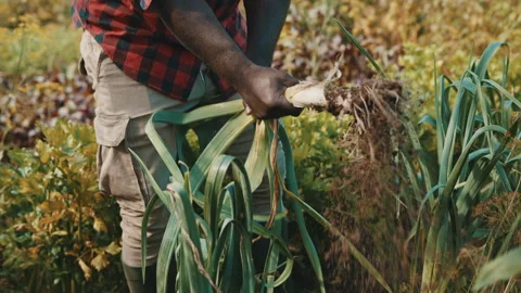 African Farmer harvesting leeks. Pulling vegetables from soil Stock Footage