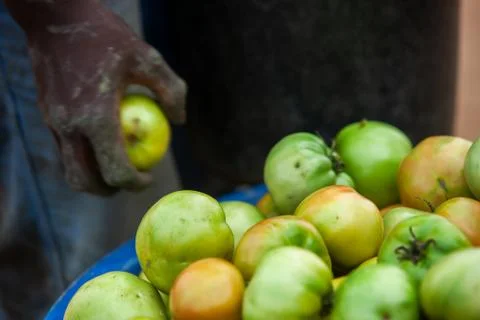 African farmer picking tomatoes Stock Photos