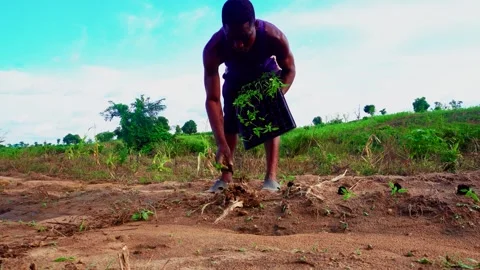 African farmer planting in the fields Stock Footage 319410703