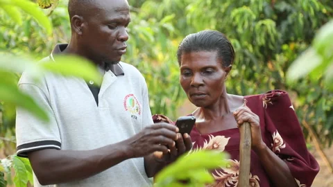 African farmer using mobile phone application in Uganda Stock Footage 145435987