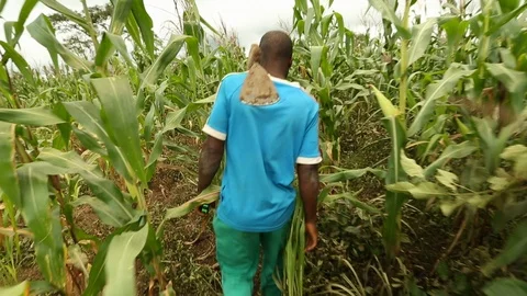 African farmer walking though corn field - Nigeria. Stock Footage 86218107