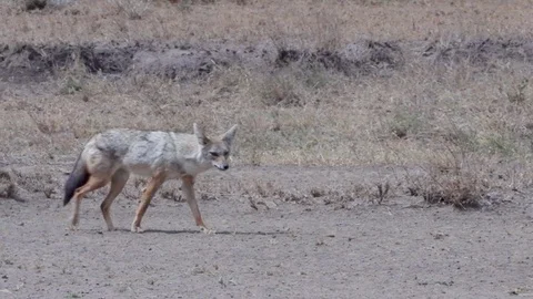 African Fenek Stock Footage 116167516