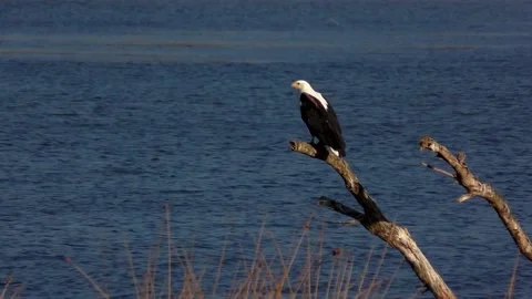 African Fish Eagle _(Clip 157) Stock Footage 135030872