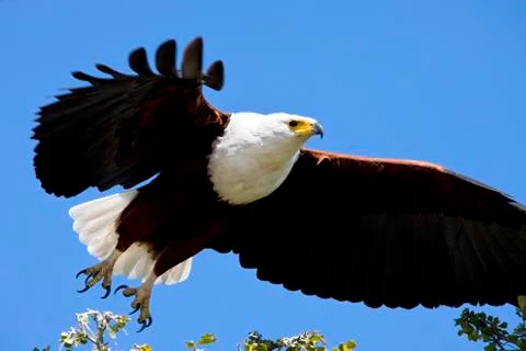 African Fish Eagle - Botswana Stock Photos