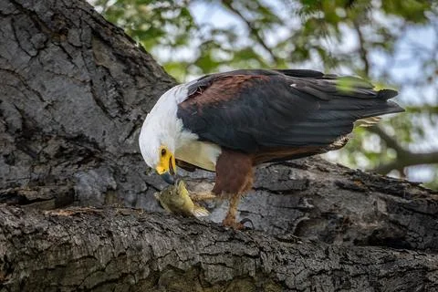 African Fish Eagle with Catch Stock Photos