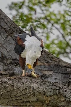 African Fish Eagle with Catch Stock Photos