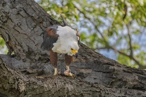 African Fish Eagle with Catch Stock Photos