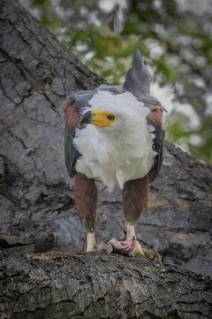 African Fish Eagle with Catch Stock Photos