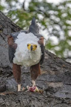 African Fish Eagle with Catch Stock Photos