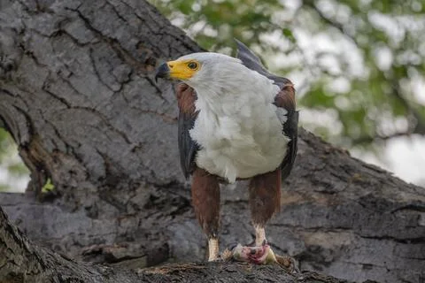 African Fish Eagle with Catch Foto stock