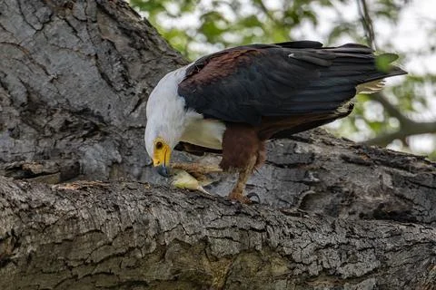 African Fish Eagle with Catch Stock Photos