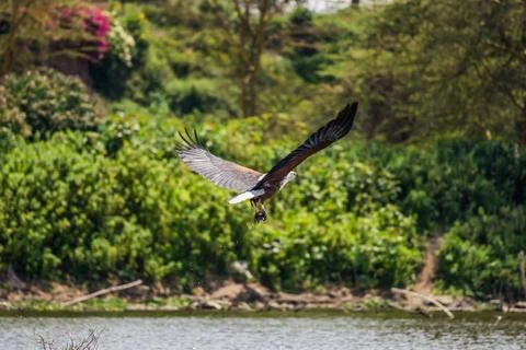 African fish eagle catching a fish Stock Photos
