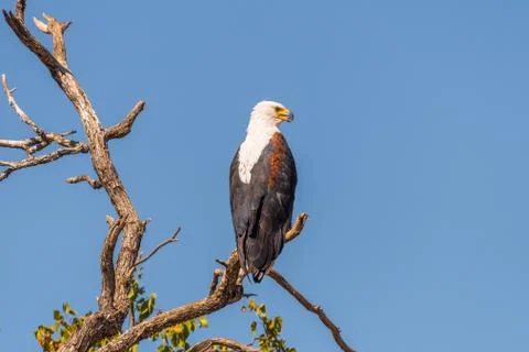 African fish eagle on a dead tree branch Stock Photos