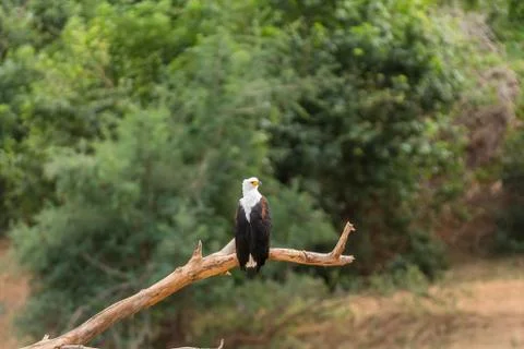 African fish eagle on a dead tree stump Stock Photos