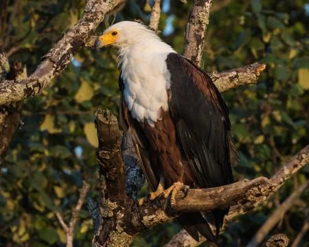 African Fish Eagle in dense forest Stock Photos