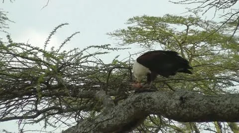 African fish eagle eating Stock Footage 11176852