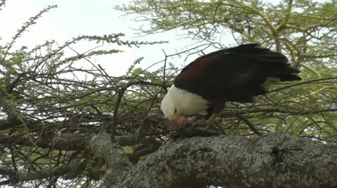 African Fish eagle eating Stock Footage 11176855