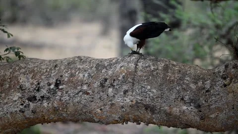 African fish eagle feeding on fish in the wilderness Stock Footage 132747828