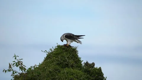African Fish Eagle Feeding Intensely on Captured Rodent in the Wild Stock Footage 345835931