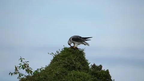 African Fish Eagle Feeding on Prey While Perched High Above the Vegetation Stock Footage 345835937