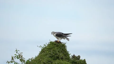 African Fish Eagle Feeding on Prey While Perched on a Tree in the Wilderness Stock Footage 345835940