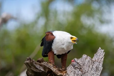 African fish eagle feeding on a tigerfish perched on a stump 스톡 사진