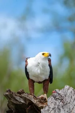 African fish eagle feeding on a tigerfish perched on a stump Stock Photos