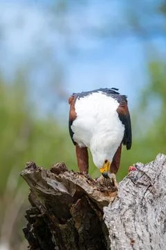 African fish eagle feeding on a tigerfish perched on a stump Stock Photos