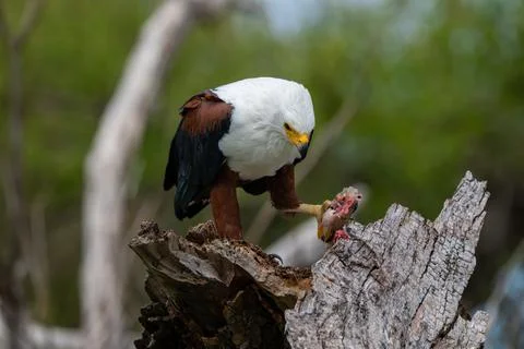 African fish eagle feeding on a tigerfish perched on a stump Stock Photos
