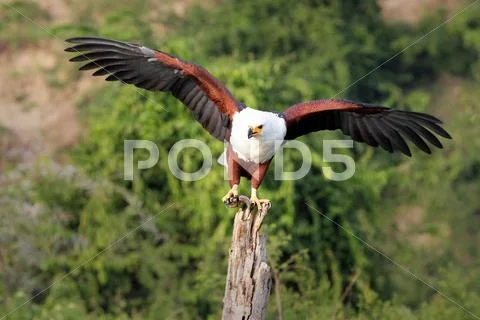 African Fish Eagle with fish in talons in Uganda, Africa. Stock Photos