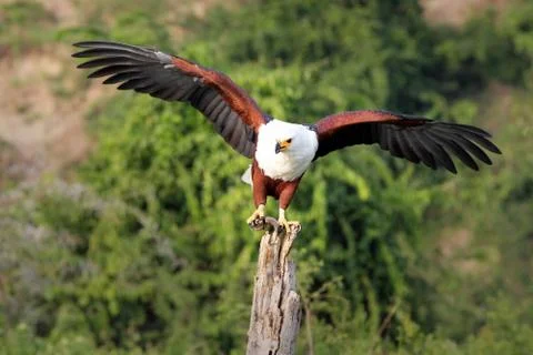 African Fish Eagle with fish in talons in Uganda, Africa. Stock Photos