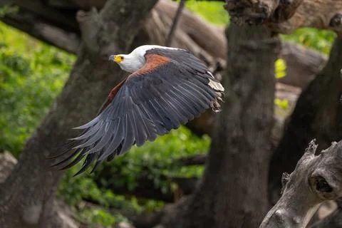 African fish eagle in flight along the shore of the Chobe River Stock Photos