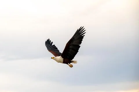 African Fish Eagle in flight over the Chobe River Stock-Fotos