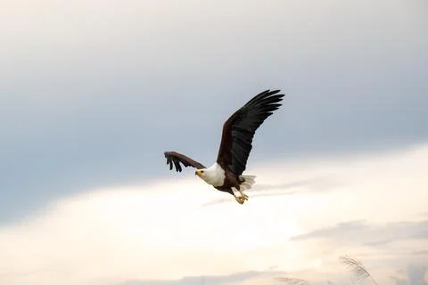 African Fish Eagle in flight over the Chobe River Foto stock