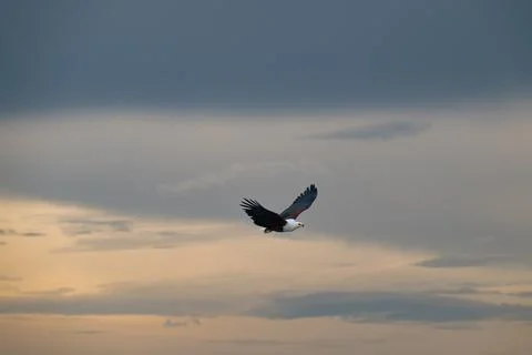 African Fish Eagle in flight over the Chobe River Fotos de archivo