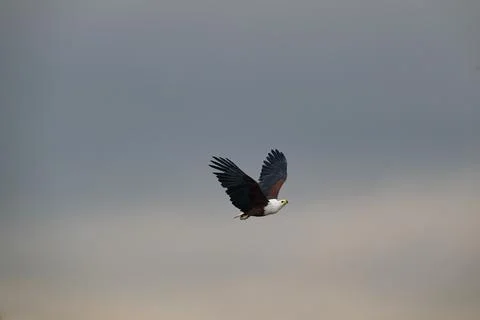 African Fish Eagle in flight over the Chobe River Фото