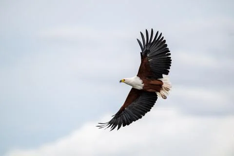 African fish eagle in flight over the Chobe River 스톡 사진