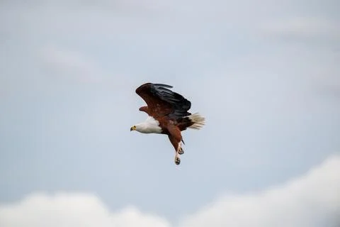 African fish eagle in flight over the Chobe River 스톡 사진