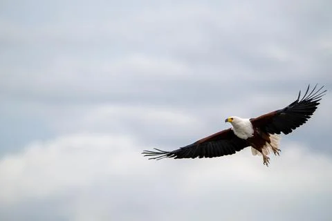 African fish eagle in flight over the Chobe River Stock Photos