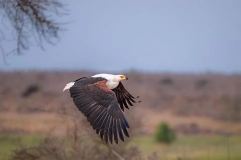 African fish eagle in flight Stock Photos