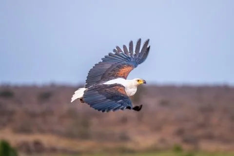 African fish eagle in flight Stock Photos