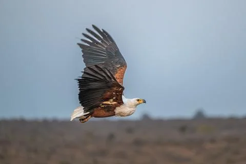 African fish eagle in flight Stock Photos